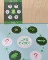 Magnetic Suitcase Life Cycle - (Free Stok)
